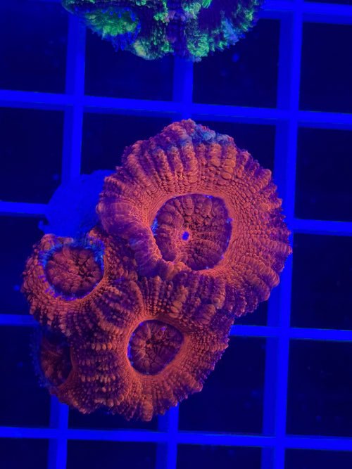 Acan Lord Ultra Frag - WYSIWYG 6A880B51