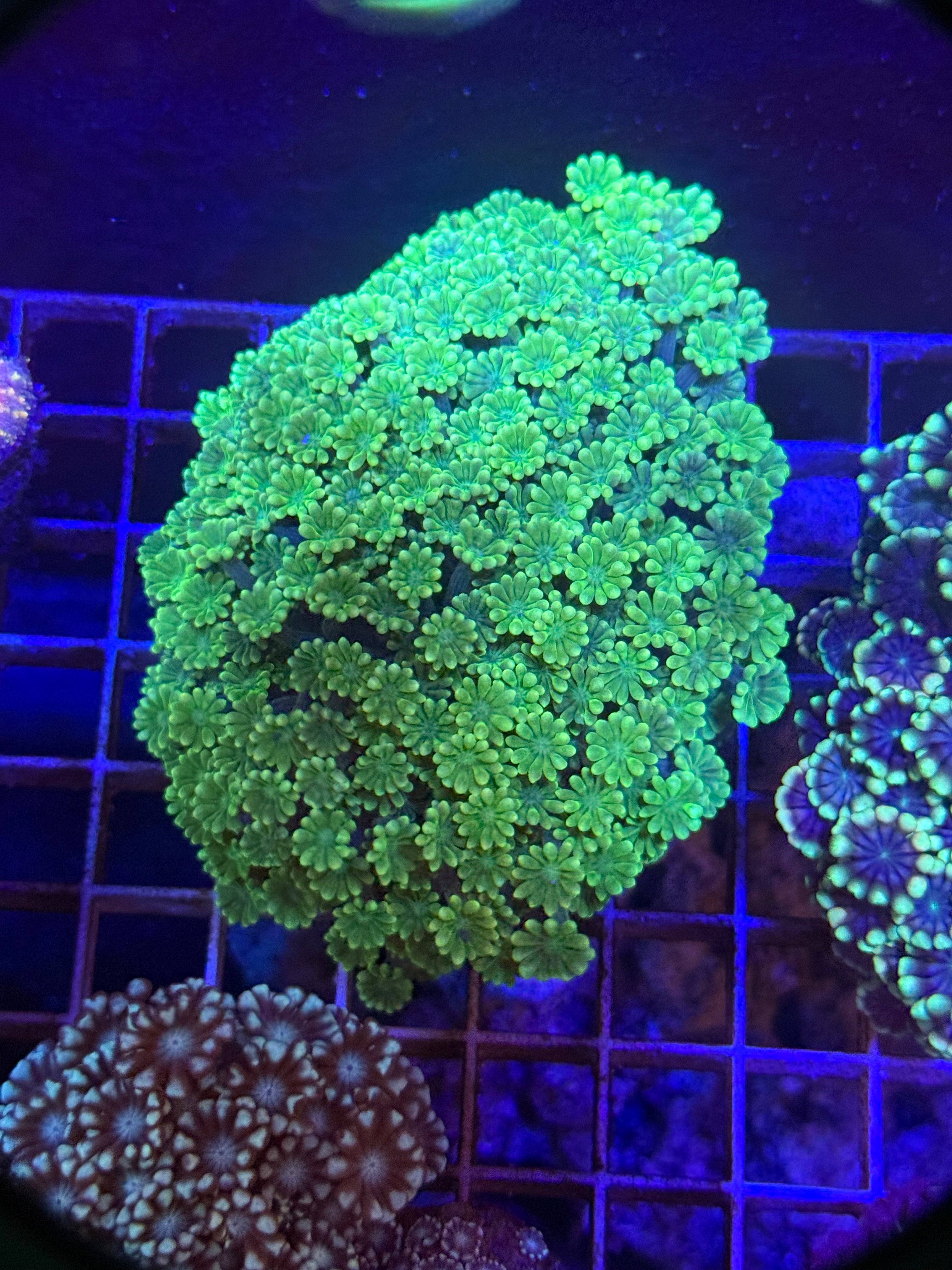 Alveopora Colony