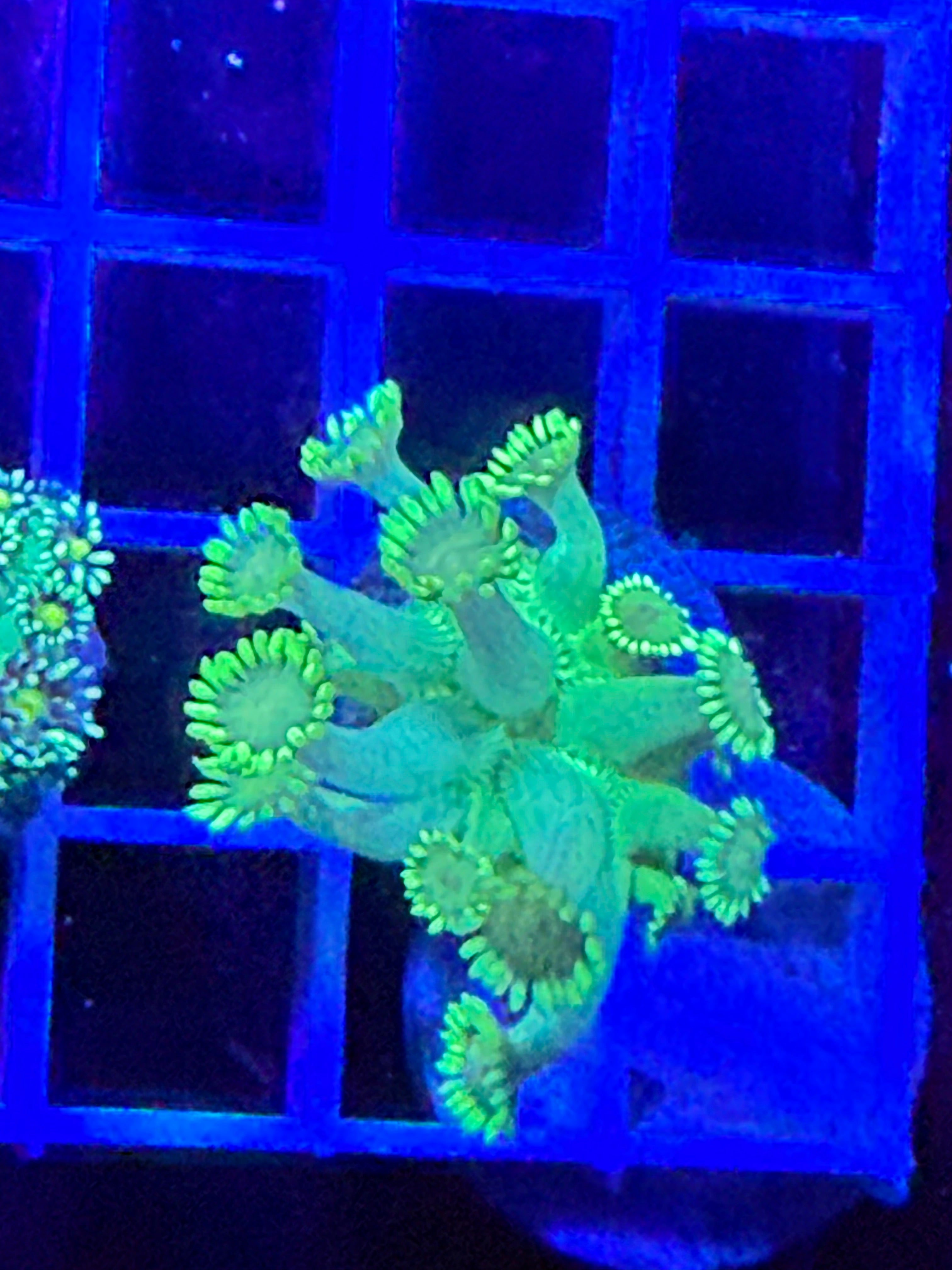 Ultra Green Alveapora