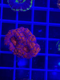 Acan Lord Ultra Frag - WYSIWYG 6CB9CCC8