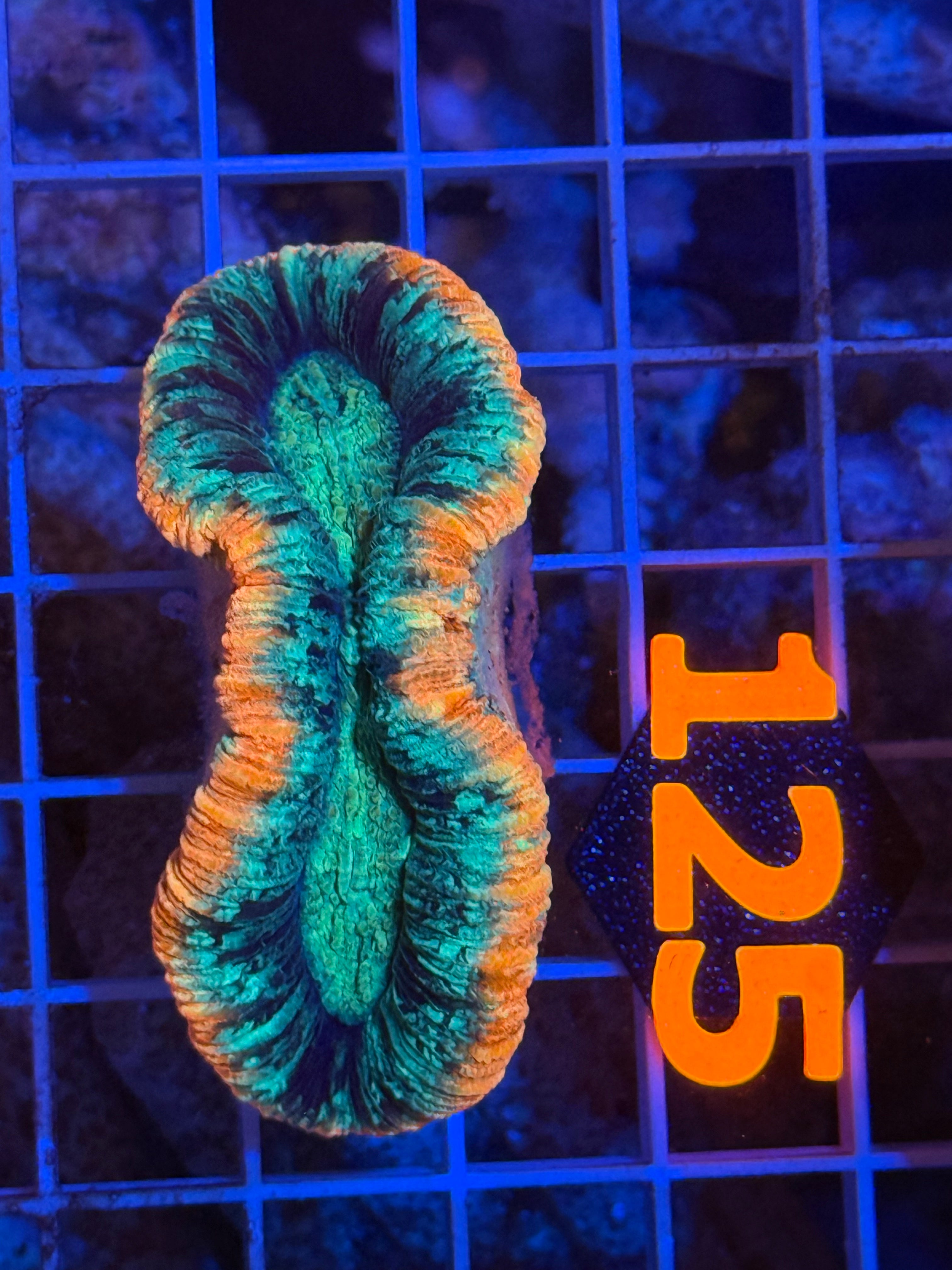 Trachyphyllia - WYSIWYG 6CD3D4E6