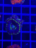 Acan Lord Ultra Frag - WYSIWYG 6DAC192D