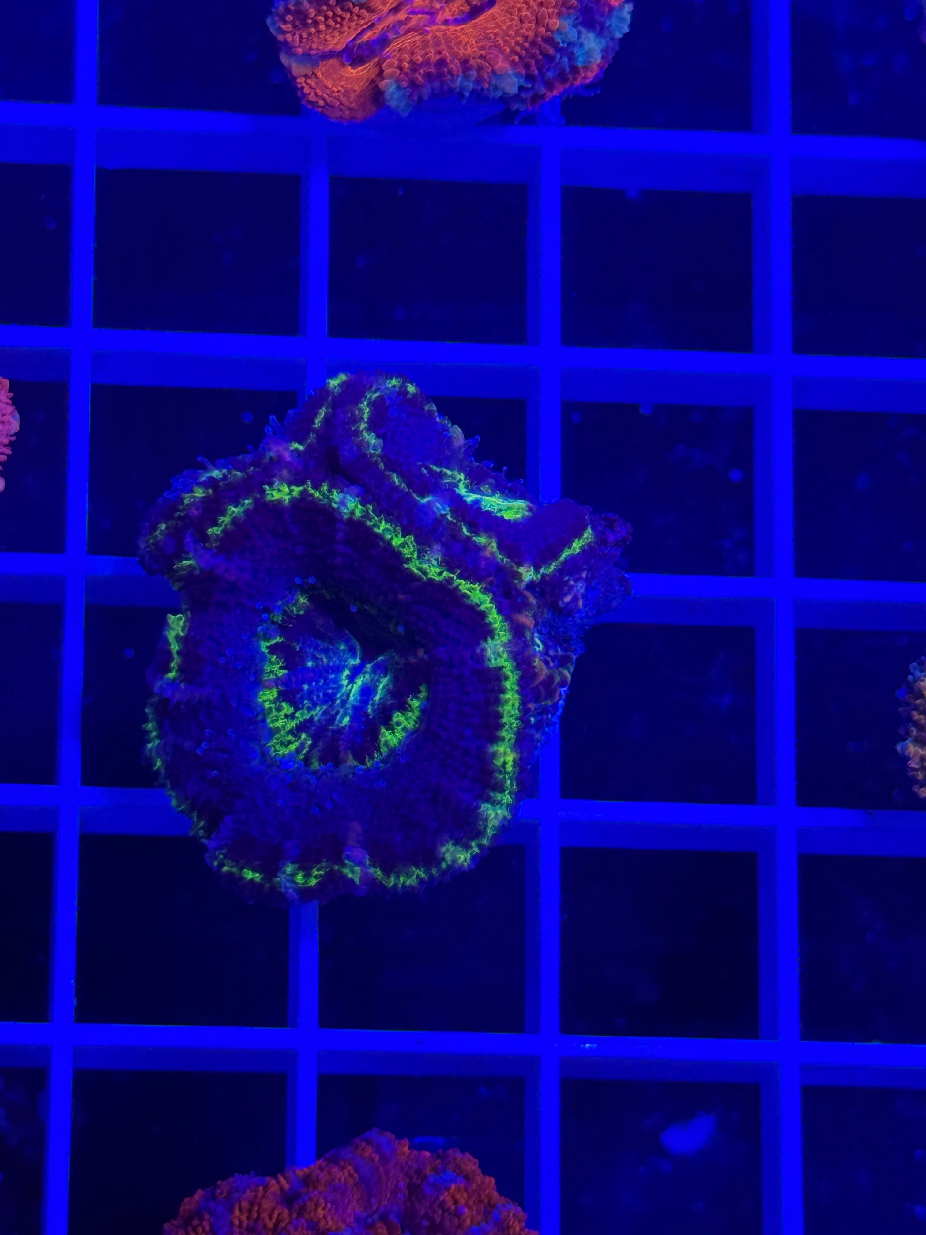 Acan Lord Ultra Frag - WYSIWYG 6DAC192D