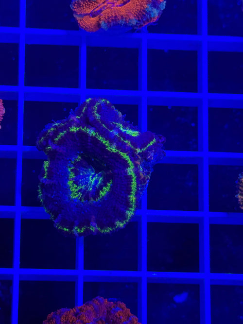 Acan Lord Ultra Frag - WYSIWYG 6DAC192D