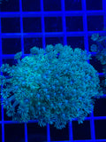 Goniopora Colony - WYSIWYG 6E5A7325