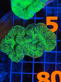Trachyphyllia - WYSIWYG 714D8390