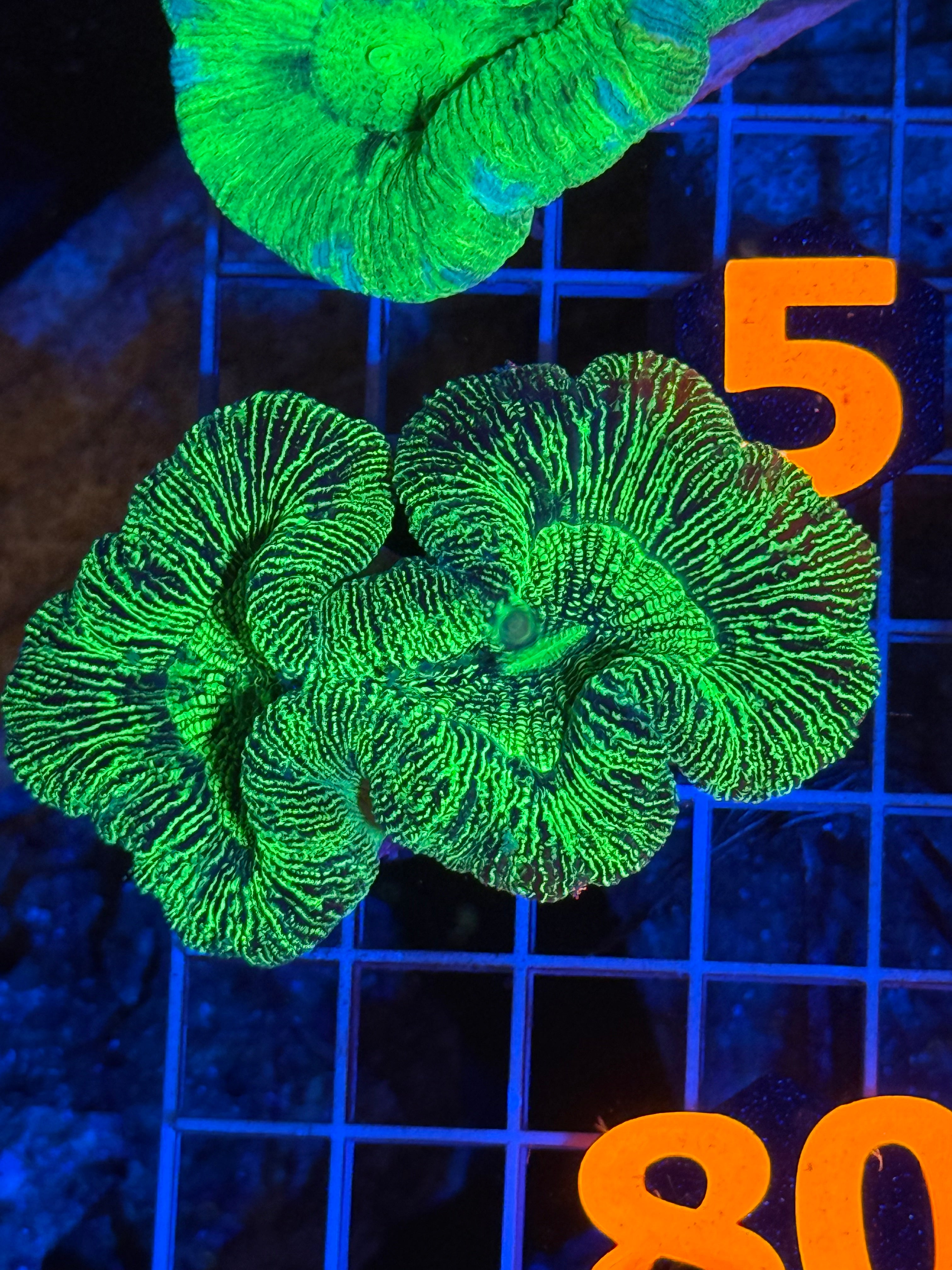 Trachyphyllia - WYSIWYG 714D8390