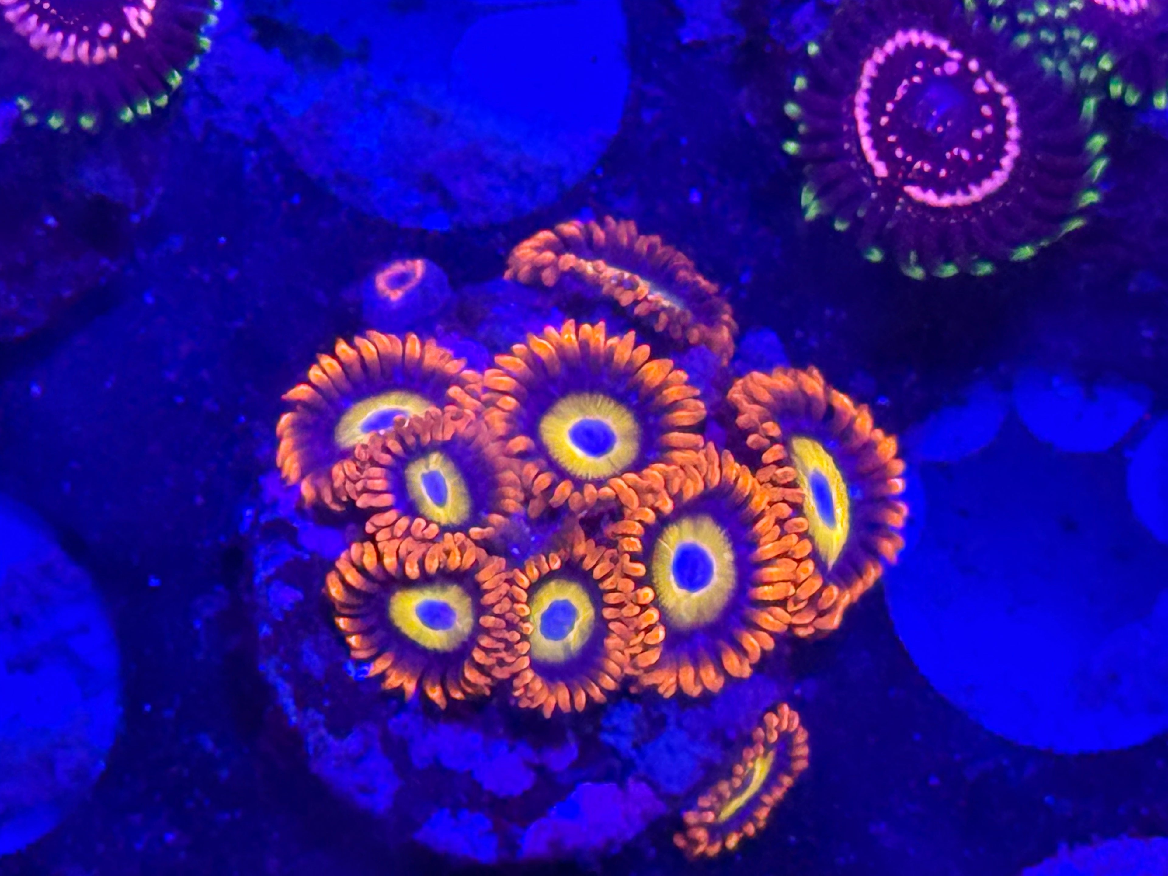 Fruity Pebbles Zoas