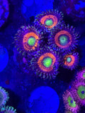 Big Booty Judy Zoas