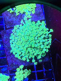 Ultra green yellow Alveapora colony