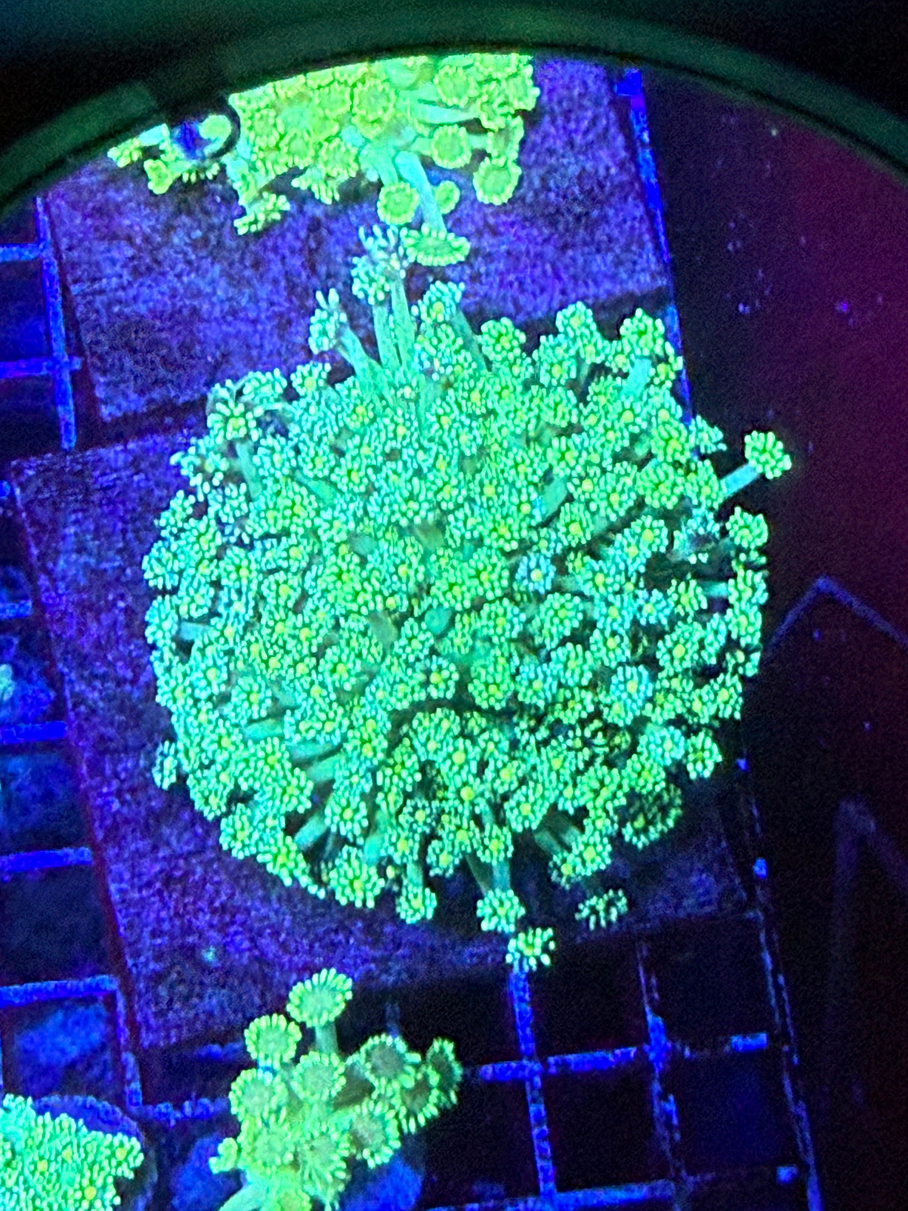 Ultra green yellow Alveapora colony