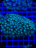 Goniopora Colony - WYSIWYG 7738C004