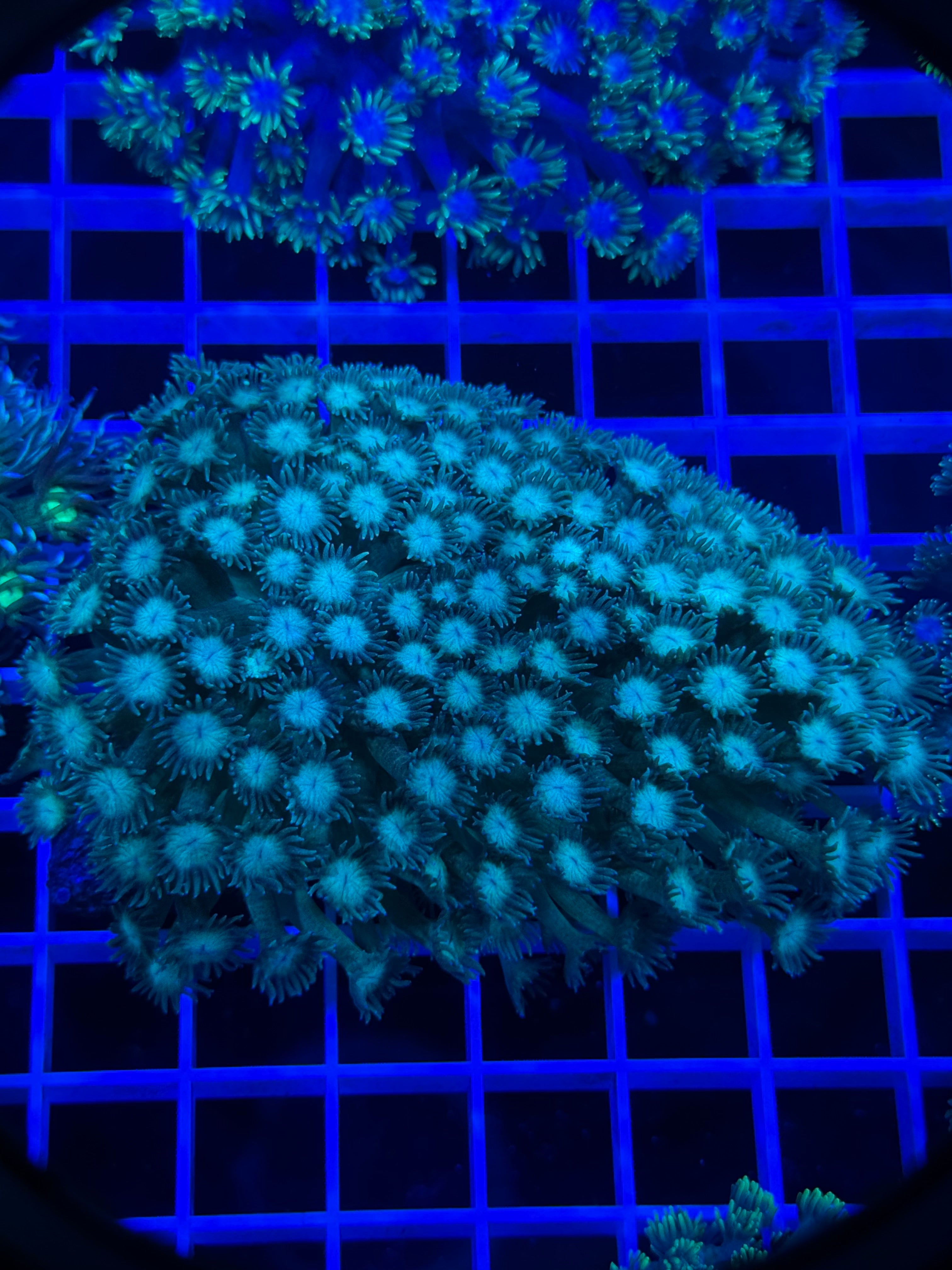 Goniopora Colony - WYSIWYG 7738C004