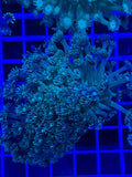 Goniopora Colony - WYSIWYG 7DC8C0B4