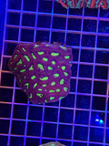 Favia Colony XL - WYSIWYG 7DD79140