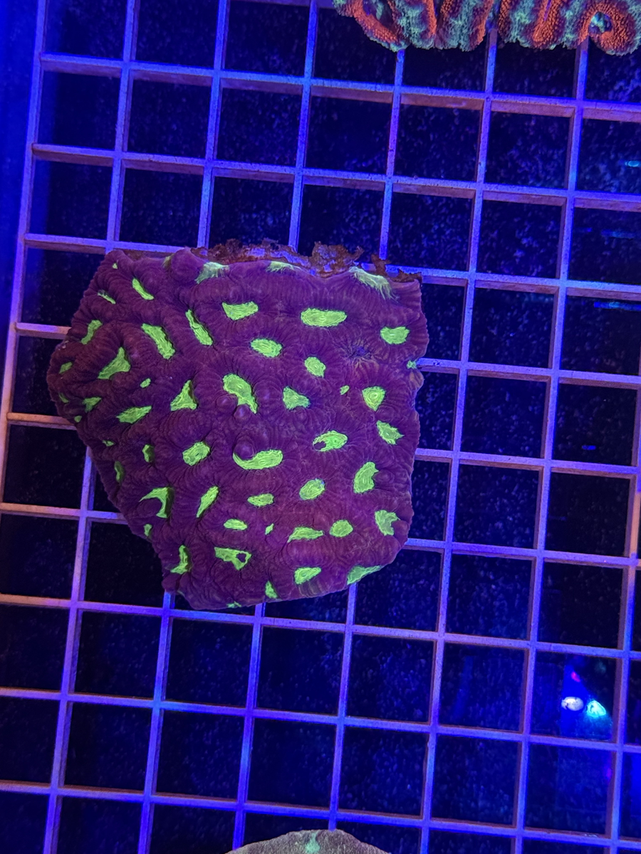 Favia Colony XL - WYSIWYG 7DD79140