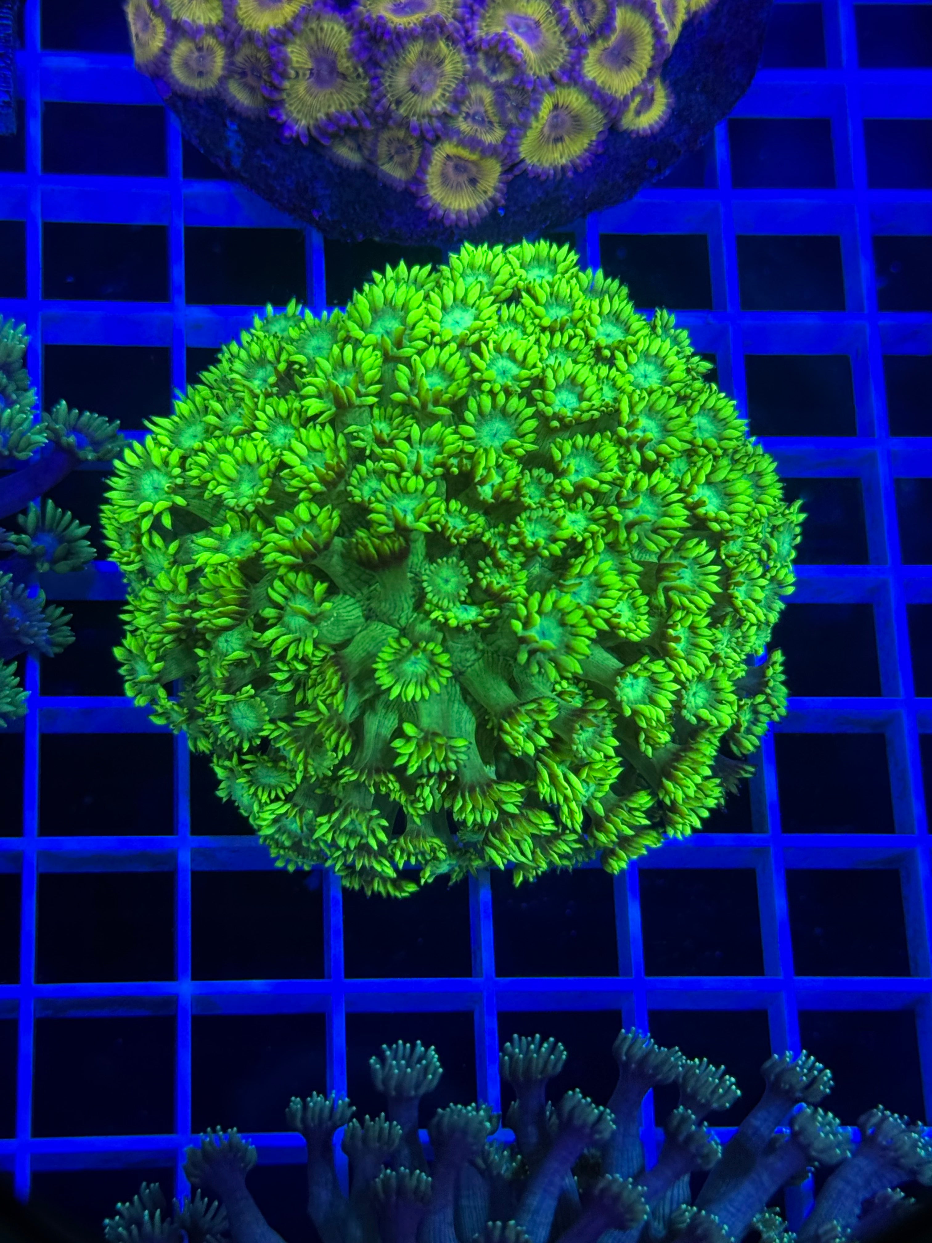 Goniopora Colony - WYSIWYG 7E86F29A