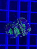 Acan Lord Ultra Frag - WYSIWYG 7FC45BEE