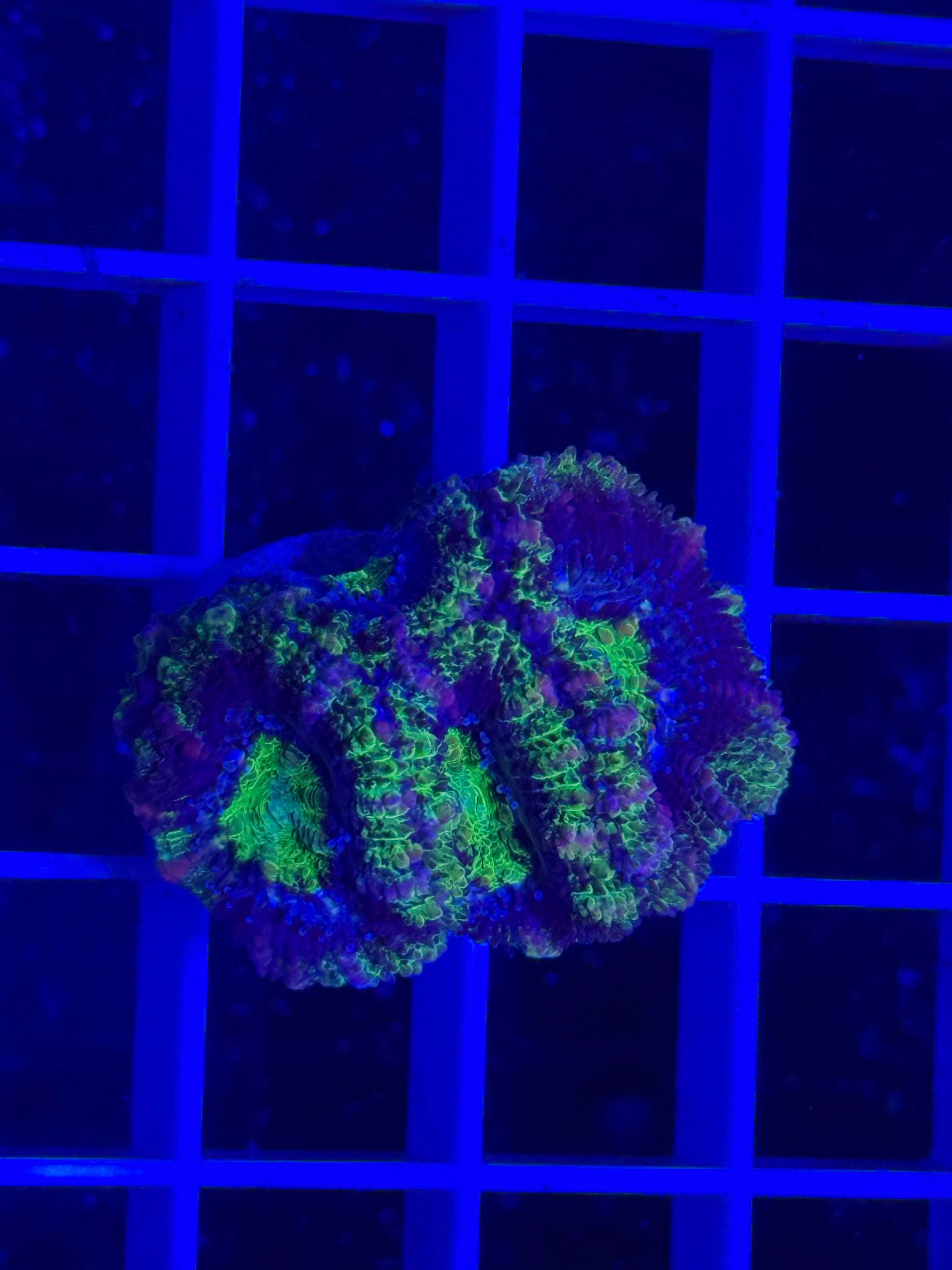 Acan Lord Ultra Frag - WYSIWYG 7FC45BEE