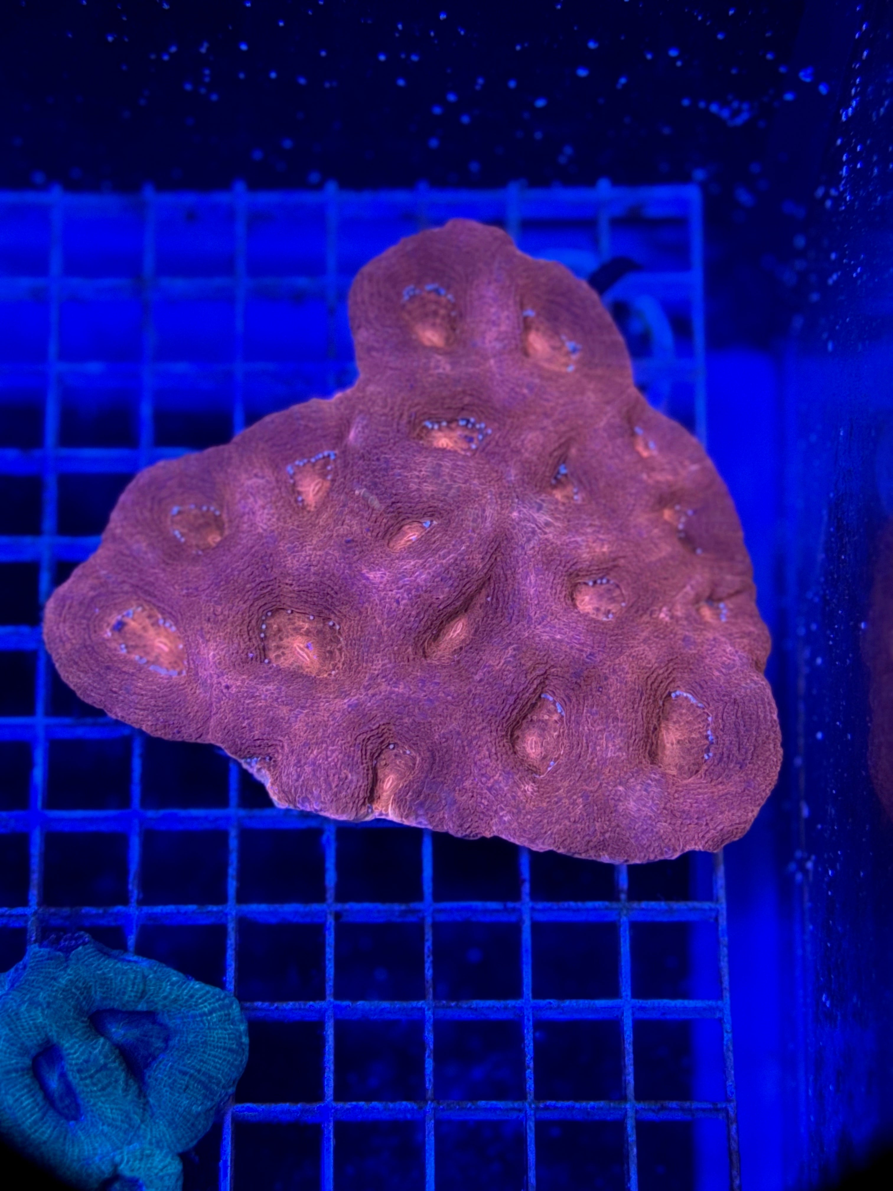 Bowerbanki XL Colony - WYSIWYG 8EA179C7