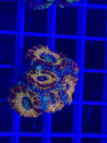 Acan Lord Ultra Frag - WYSIWYG 810F1341