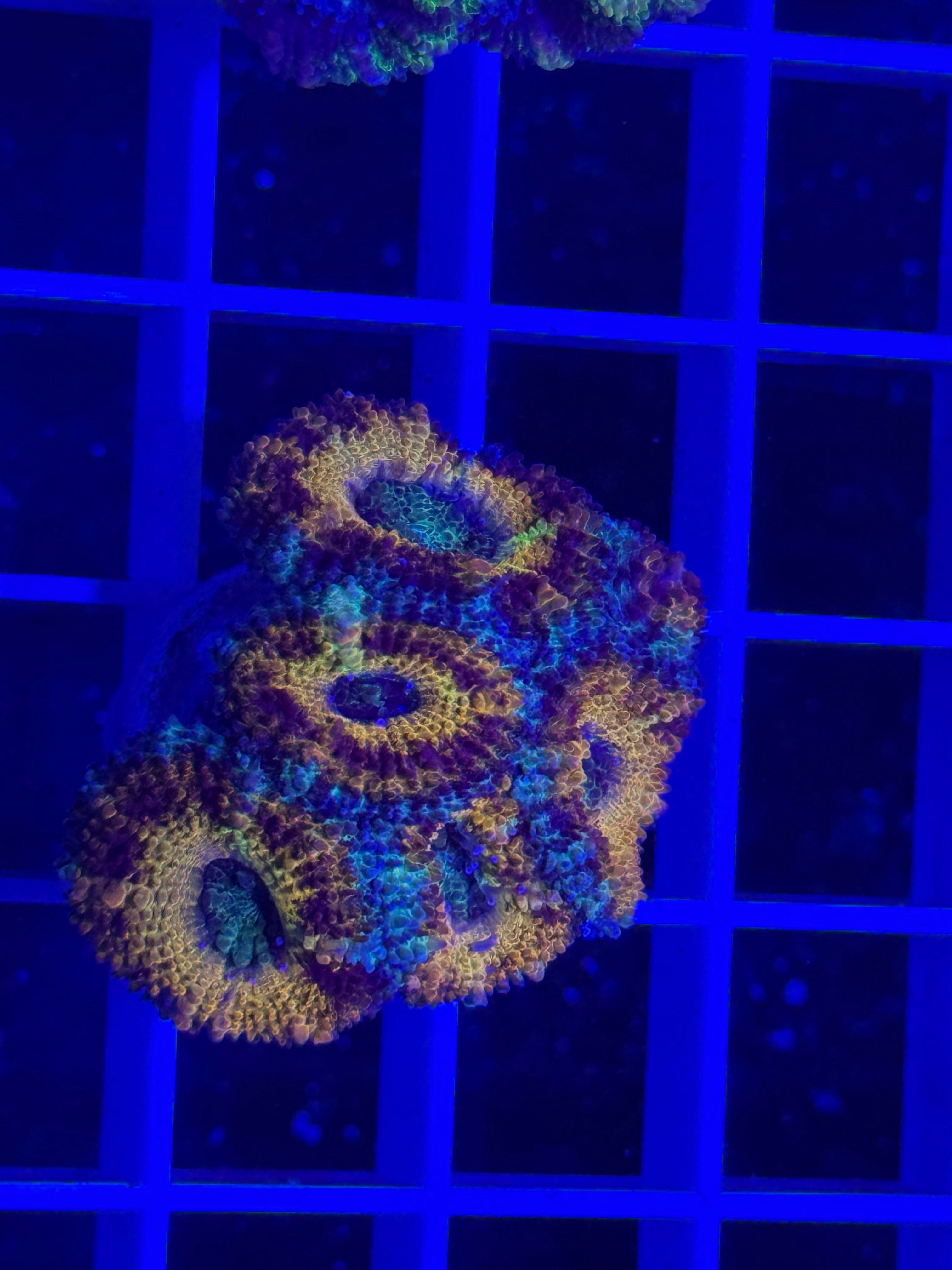 Acan Lord Ultra Frag - WYSIWYG 810F1341