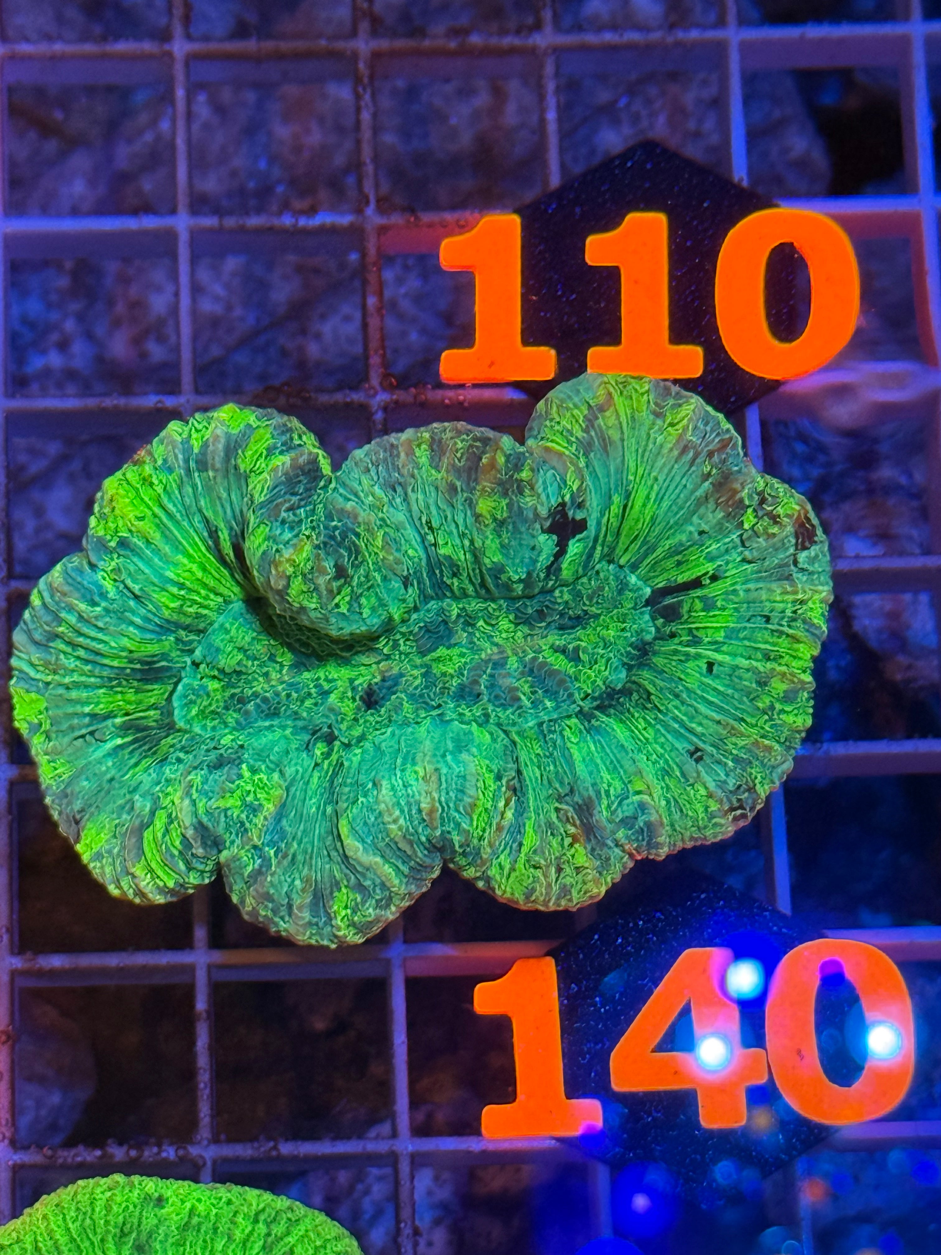 Trachyphyllia - WYSIWYG 81507EB3