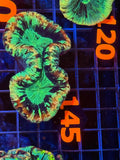 Trachyphyllia - WYSIWYG 818BD8DA