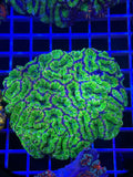 Acan Lord Colony