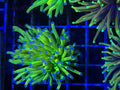 Holy Grail Green Blue Tip Torch
