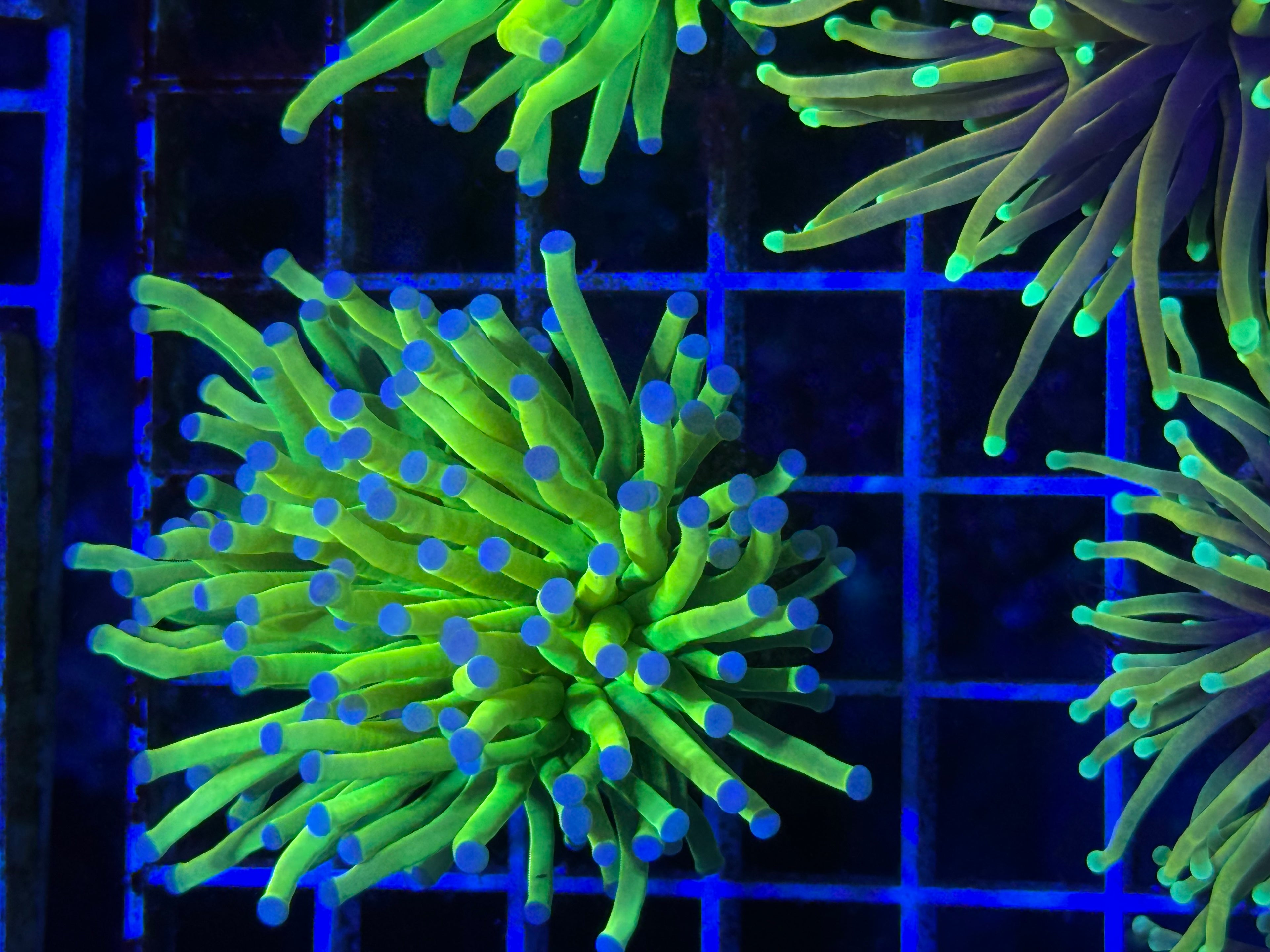 Holy Grail Green Blue Tip Torch