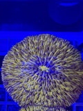 Orange Fungia Plate Coral LG