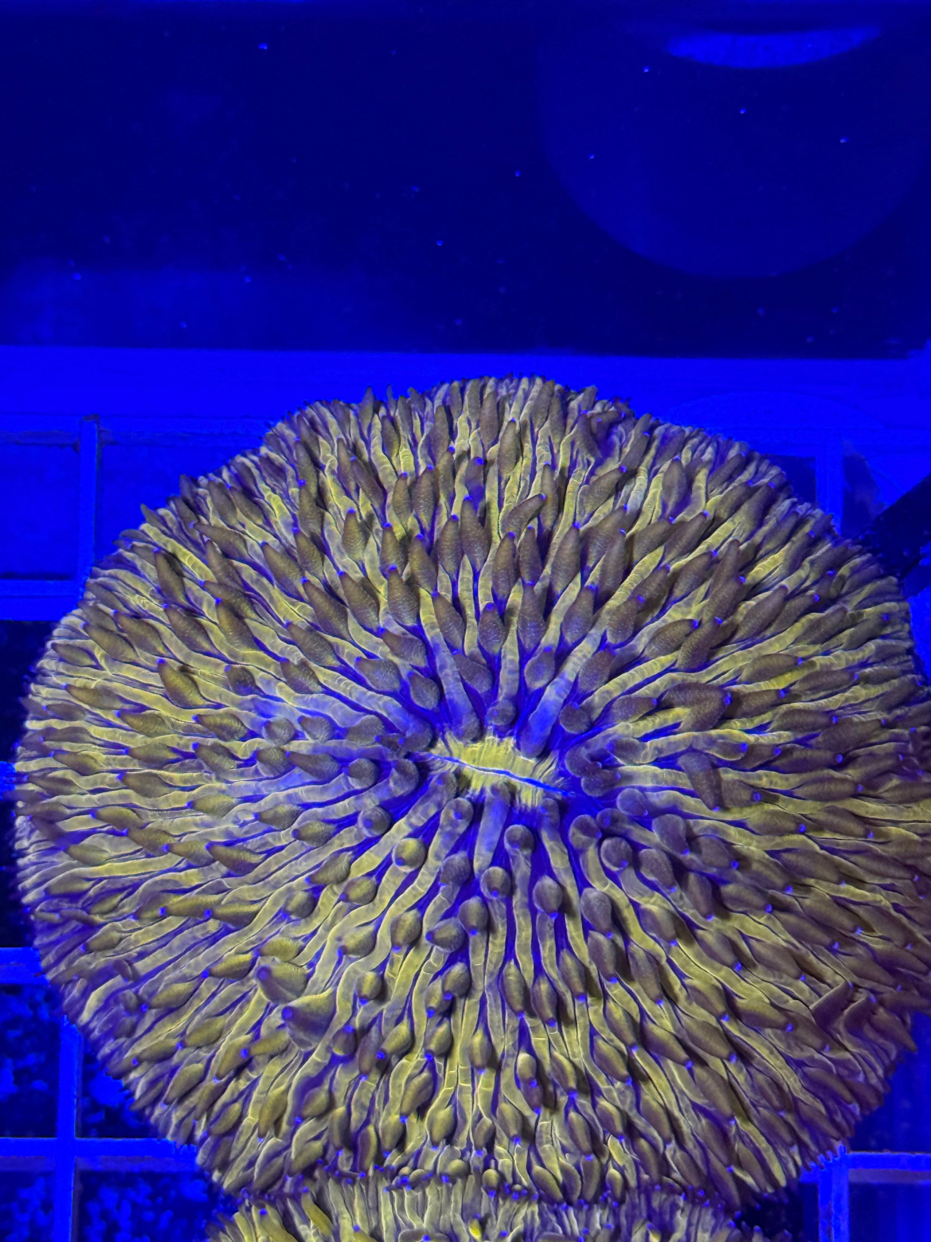 Orange Fungia Plate Coral LG