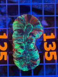 Trachyphyllia - WYSIWYG 902A8AC9