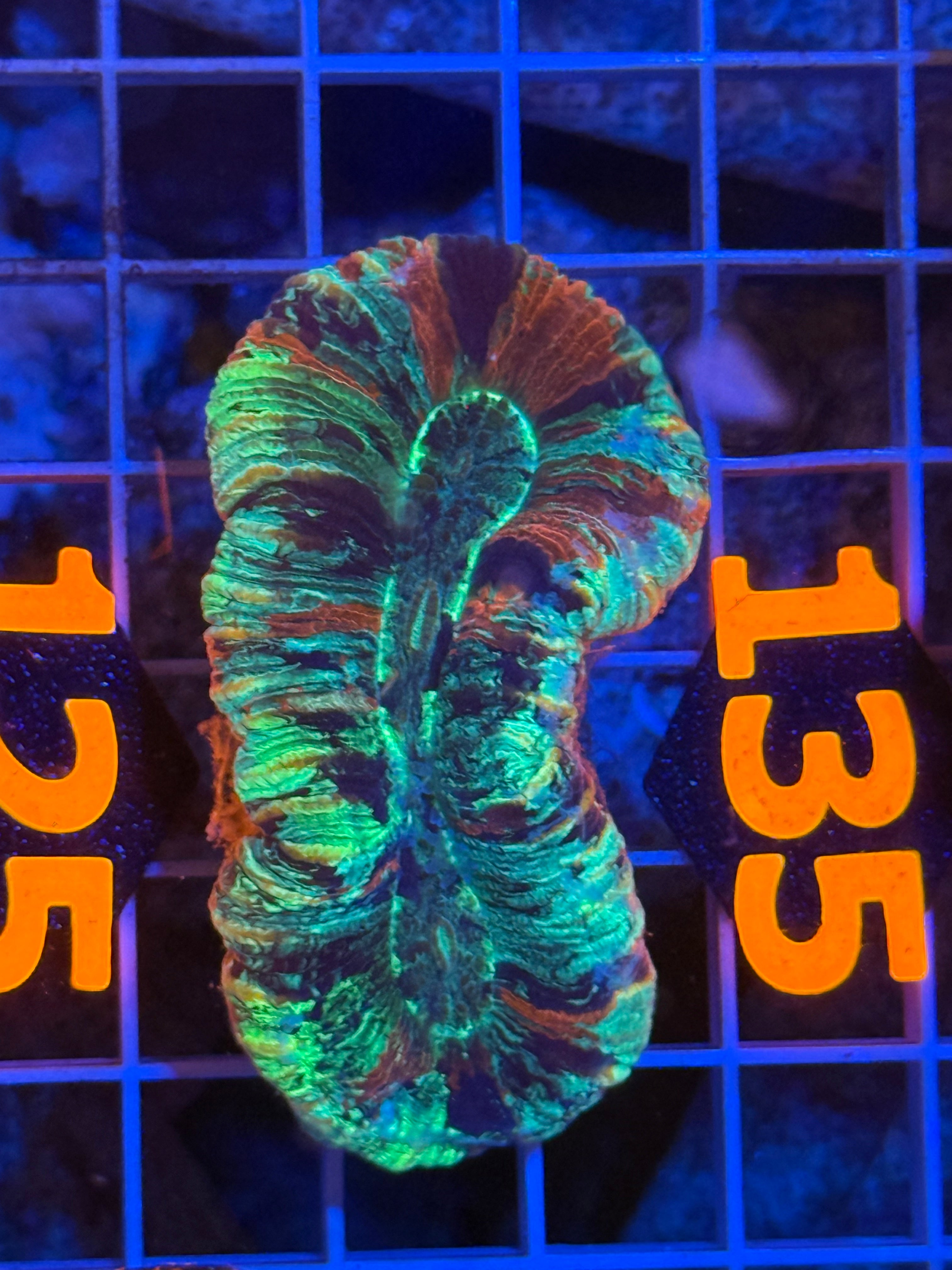 Trachyphyllia - WYSIWYG 902A8AC9