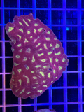 Favia Colony XL - WYSIWYG 90B86F42