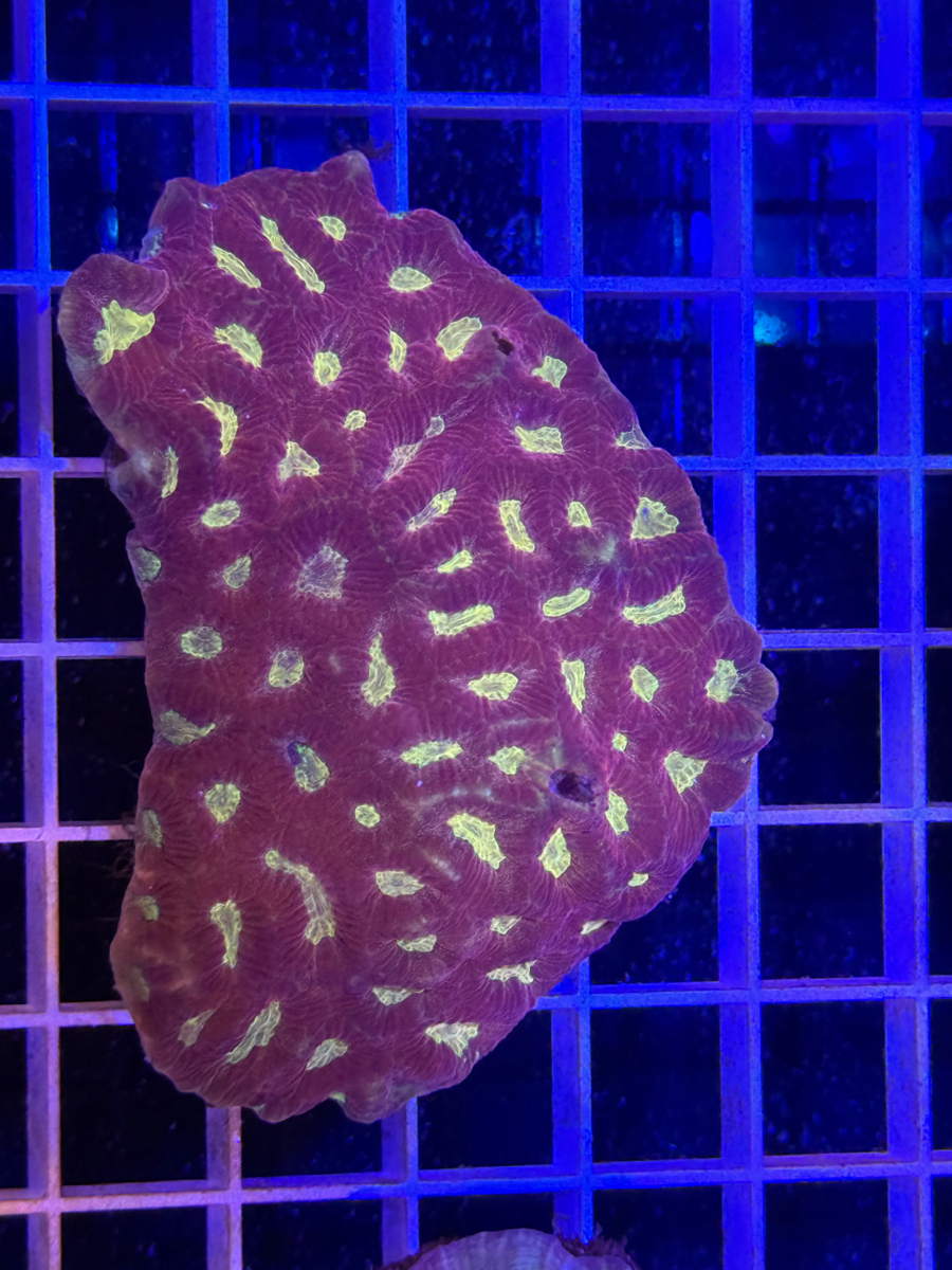 Favia Colony XL - WYSIWYG 90B86F42