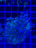 Goniopora Colony - WYSIWYG 926A0295