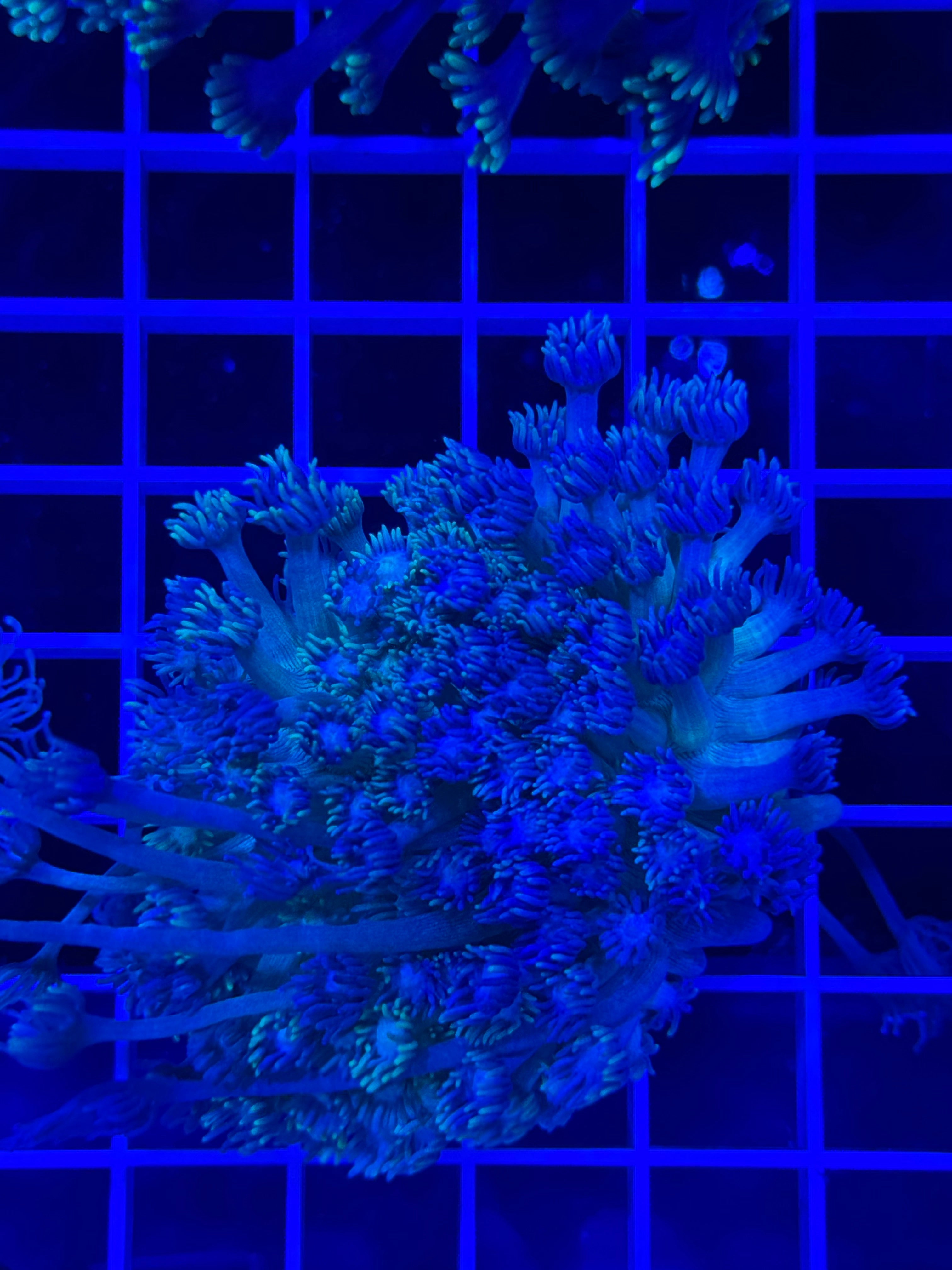 Goniopora Colony - WYSIWYG 926A0295