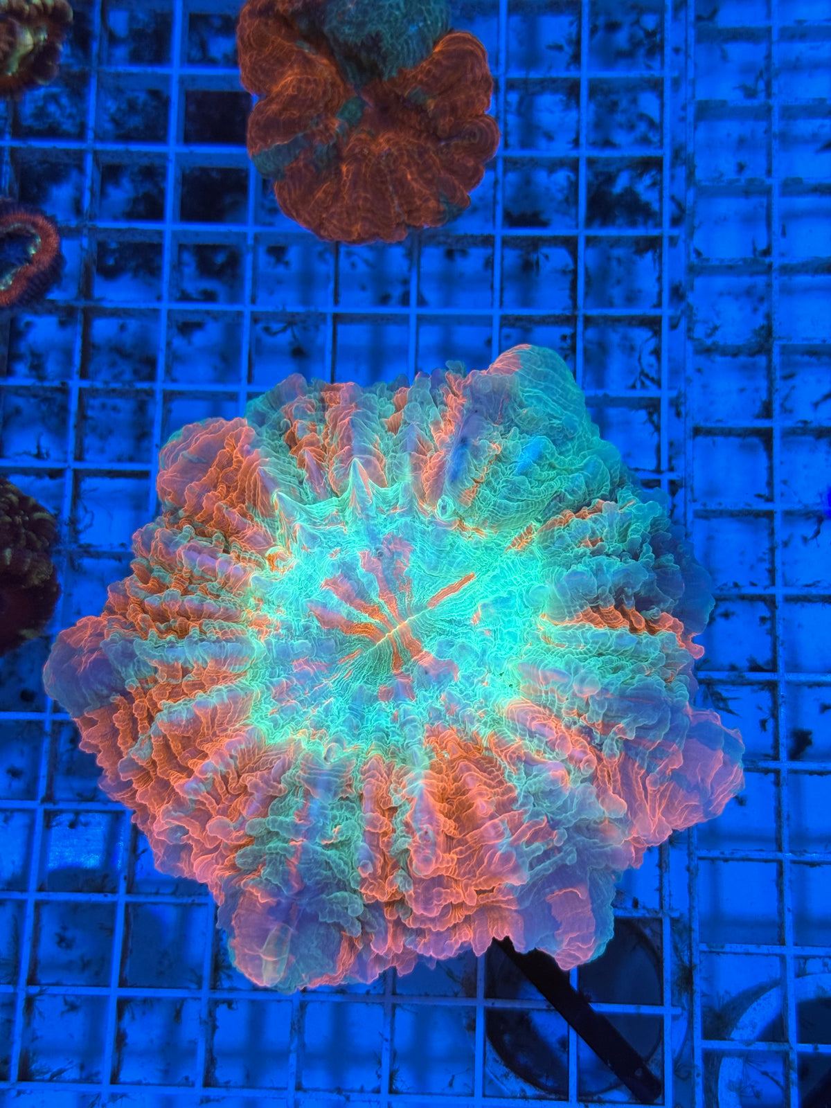 Acanthos Ultra