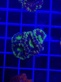 Acan Lord Ultra Frag - WYSIWYG 981FE2B1