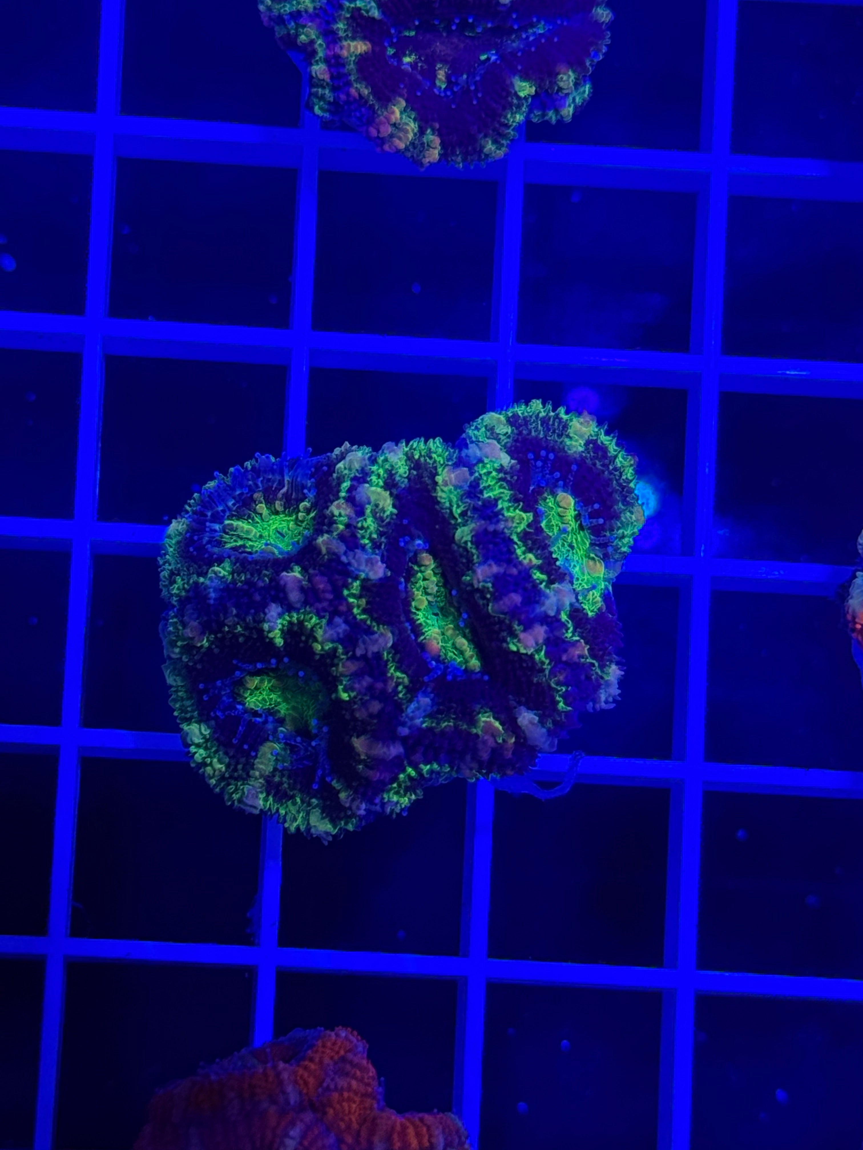 Acan Lord Ultra Frag - WYSIWYG 981FE2B1