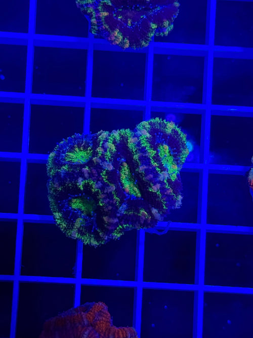 Acan Lord Ultra Frag - WYSIWYG 981FE2B1