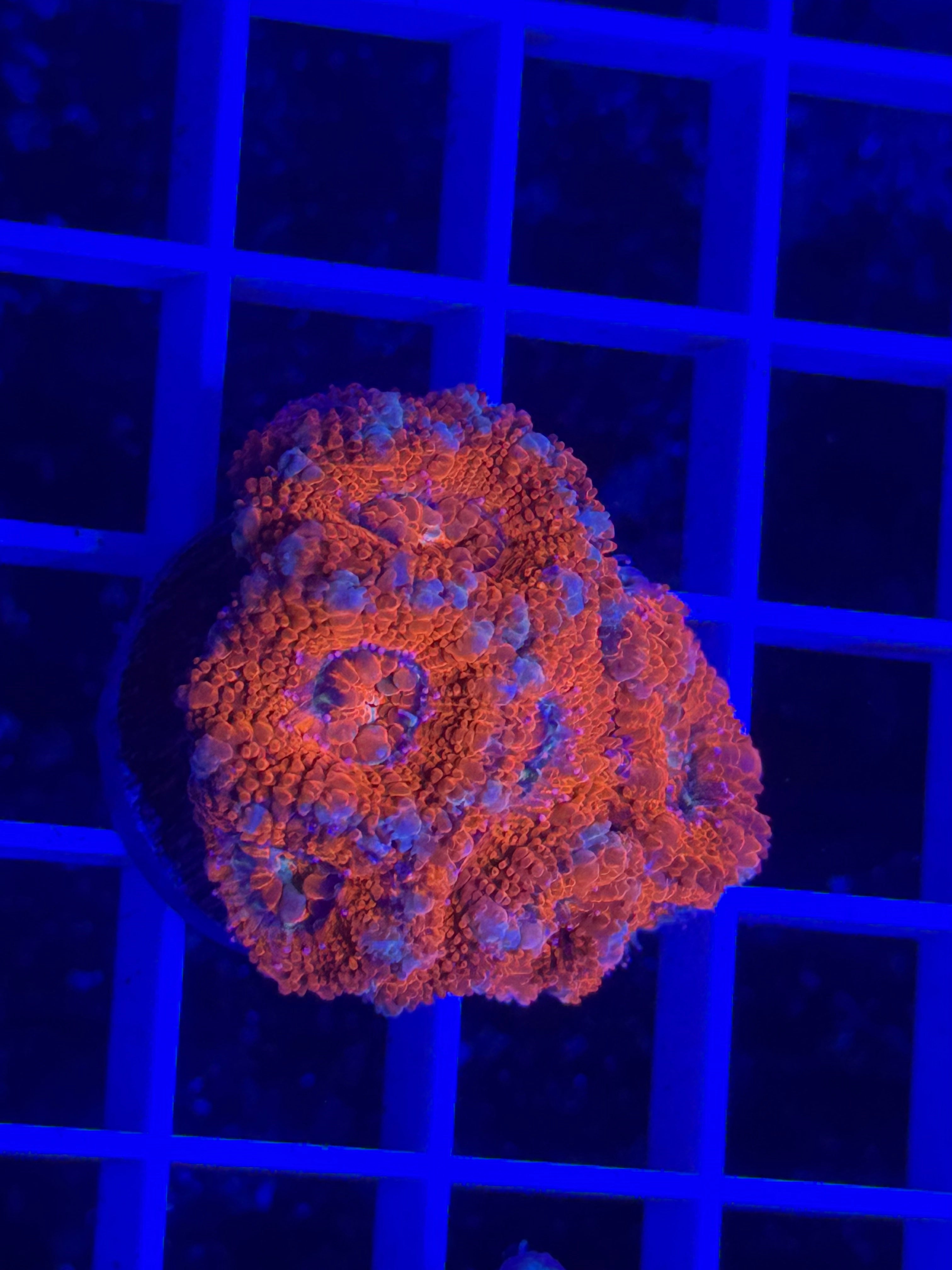 Acan Lord Ultra Frag - WYSIWYG 982B8DC6