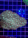 Favia Colony XL - WYSIWYG 993E9532