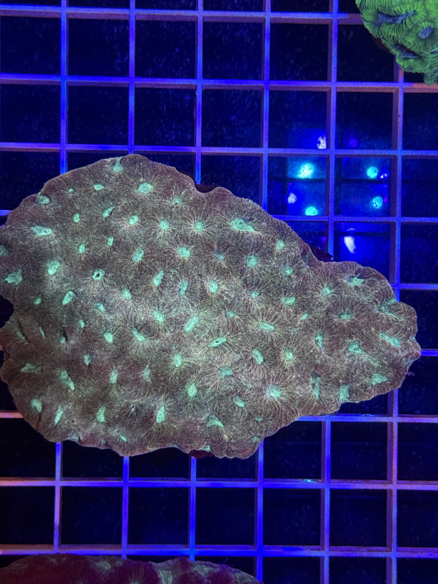 Favia Colony XL - WYSIWYG 993E9532