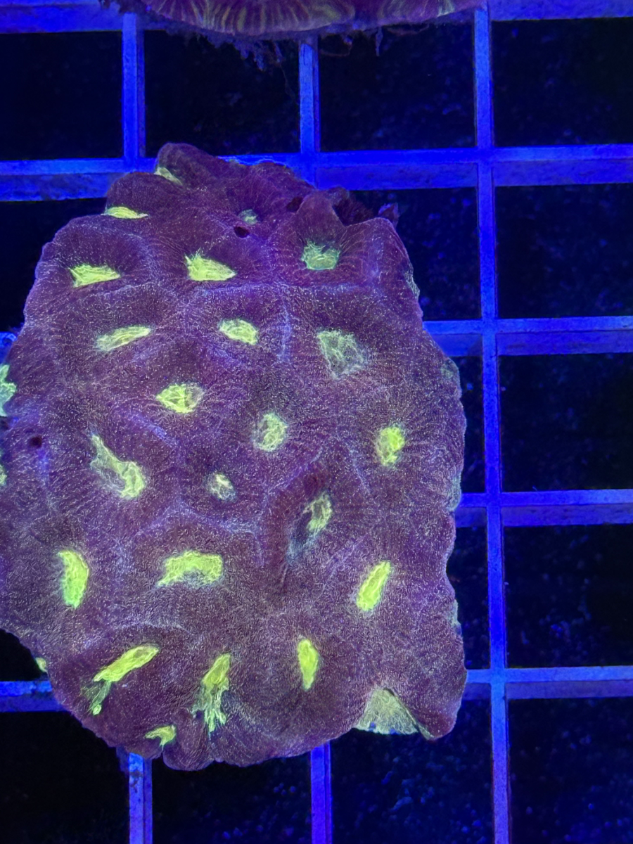 Favia Colony XL - WYSIWYG 99829412