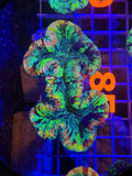 Trachyphyllia ultra rainbow