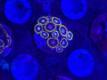 Murder Hornet Zoas