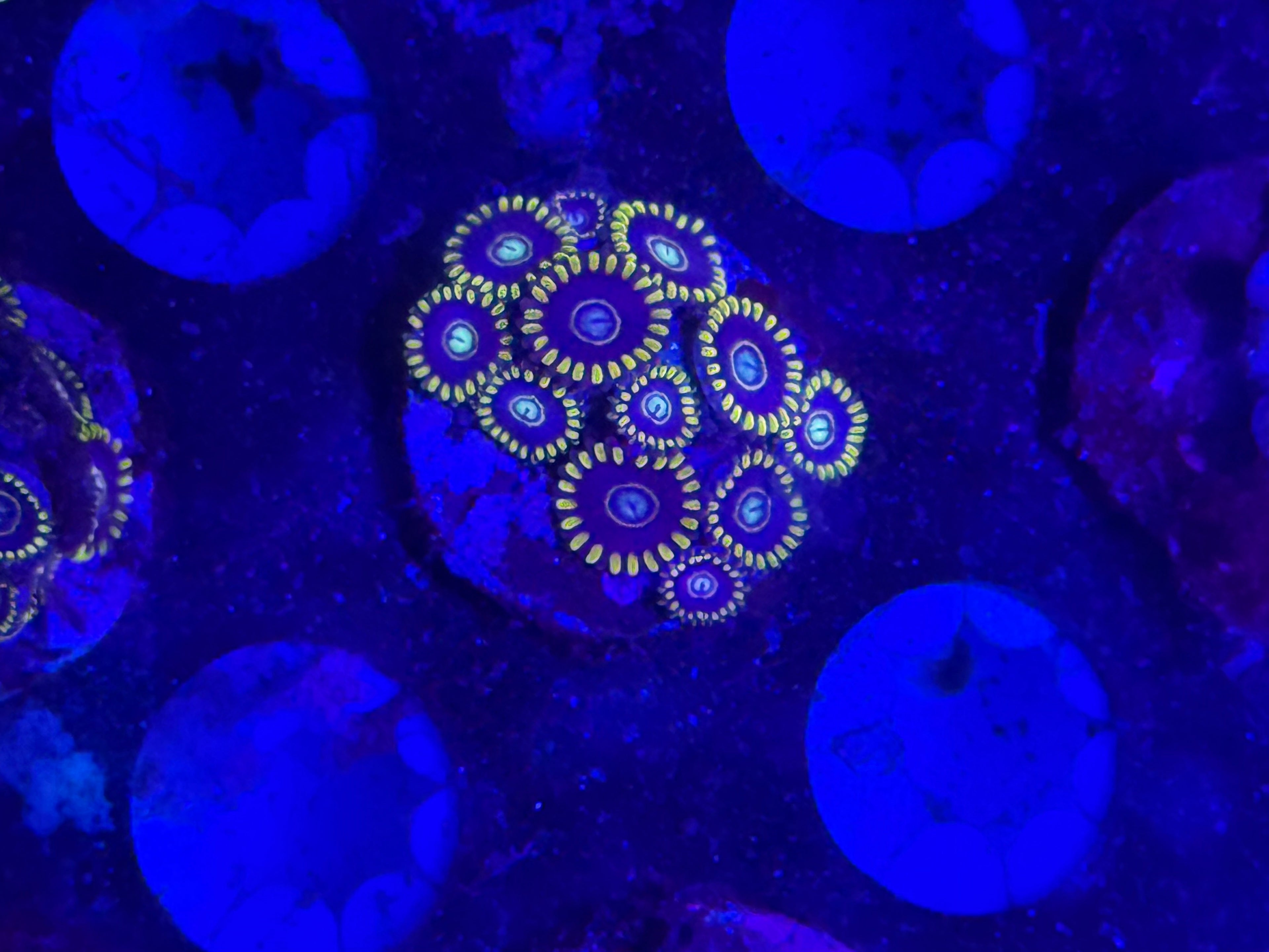 Murder Hornet Zoas